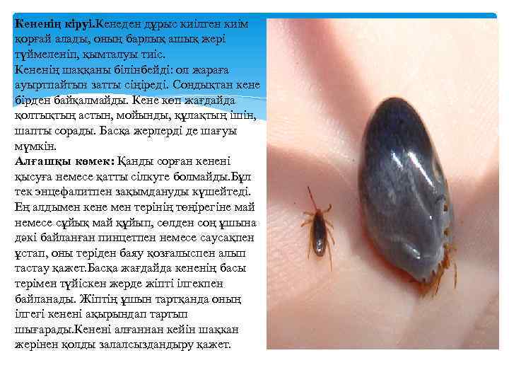 Кененің кіруі. Кенеден дұрыс киілген киім қорғай алады, оның барлық ашық жері түймеленіп, қымталуы