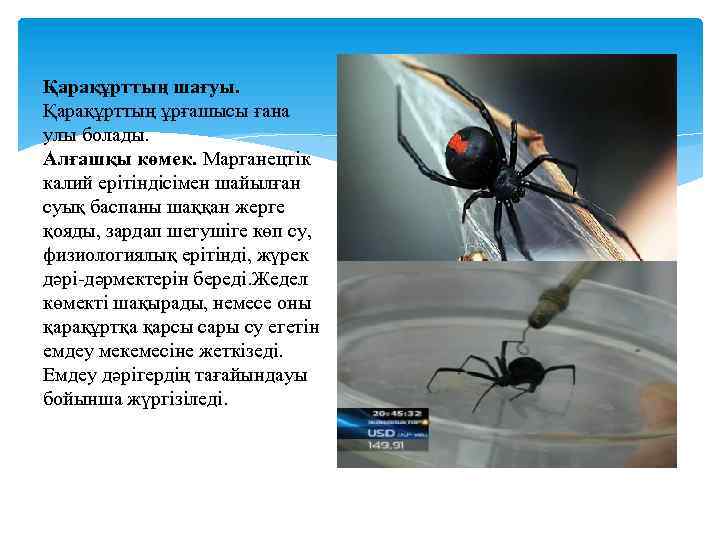 Қарақұрттың шағуы. Қарақұрттың ұрғашысы ғана улы болады. Алғашқы көмек. Марганецтік калий ерітіндісімен шайылған суық