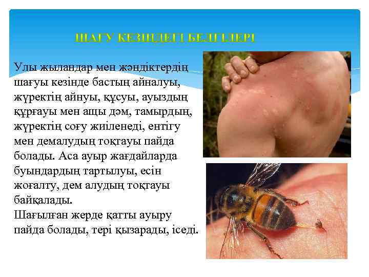 Улы жыландар мен жәндіктердің шағуы кезінде бастың айналуы, жүректің айнуы, құсуы, ауыздың құрғауы мен