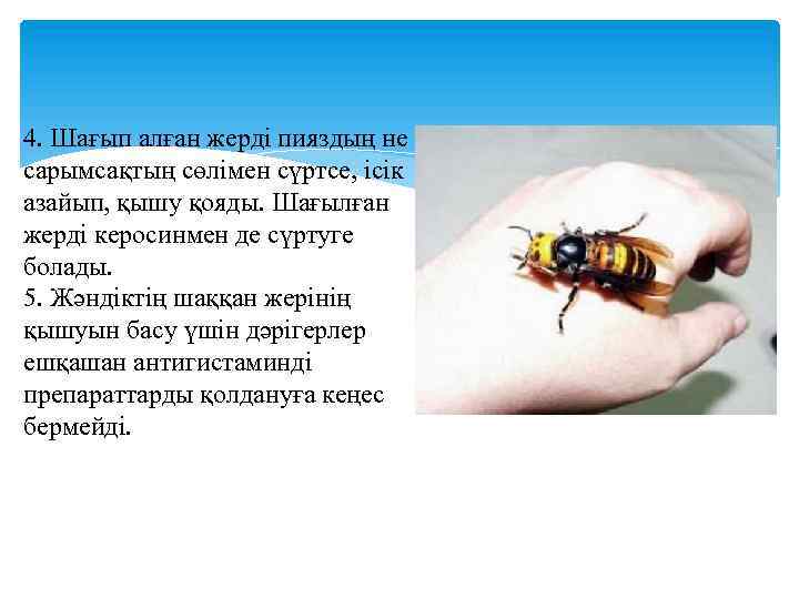 4. Шағып алған жерді пияздың не сарымсақтың сөлімен сүртсе, ісік азайып, қышу қояды. Шағылған