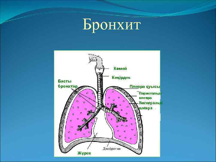 Бронхит Көмей Кеңірдек Басты бронхтар Плевра қуысы Париетальді плевра Висцеральді плевра Жүрек 