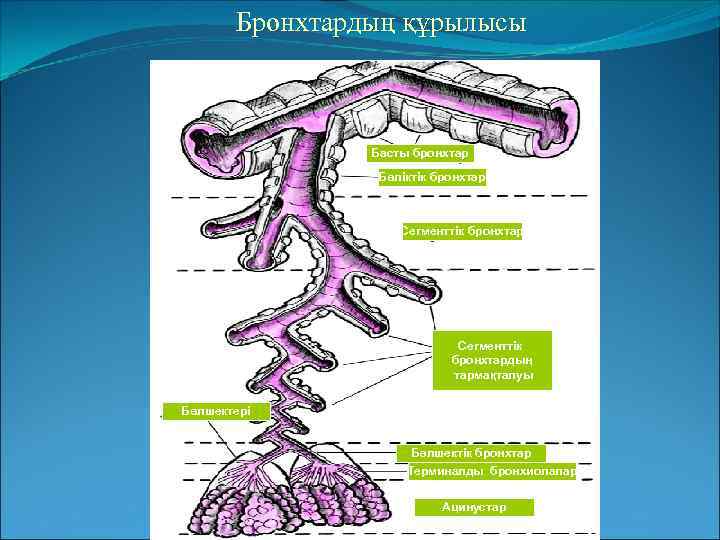 Бронхтардың құрылысы Басты бронхтар Бөліктік бронхтар Сегменттік бронхтардың тармақталуы Бөлшектері Бөлшектік бронхтар Терминалды бронхиолалар