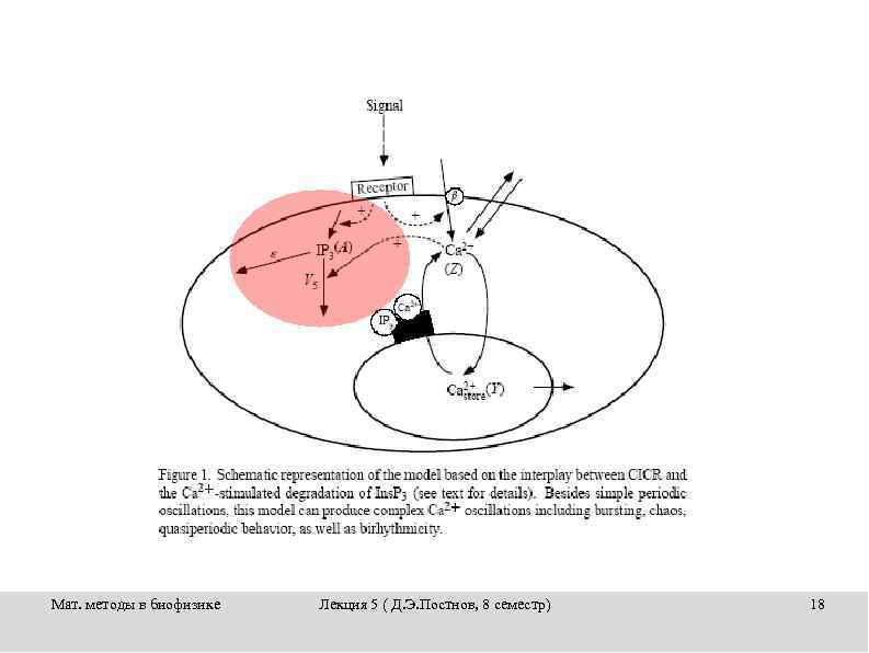 Мат. методы в биофизике Лекция 5 ( Д. Э. Постнов, 8 семестр) 18 