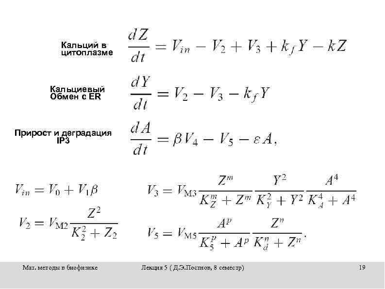 Кальций в цитоплазме Кальциевый Обмен с ER Прирост и деградация IP 3 Мат. методы