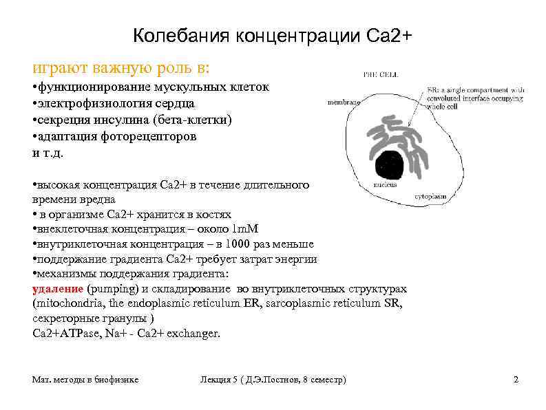 Колебания концентрации Са 2+ играют важную роль в: • функционирование мускульных клеток • электрофизиология