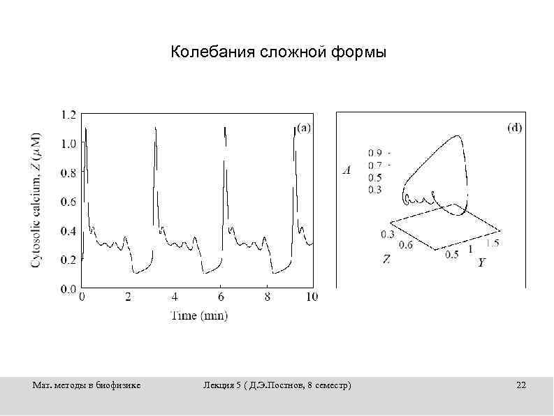 Колебания сложной формы Мат. методы в биофизике Лекция 5 ( Д. Э. Постнов, 8