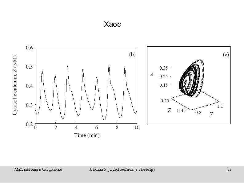 Хаос Мат. методы в биофизике Лекция 5 ( Д. Э. Постнов, 8 семестр) 23