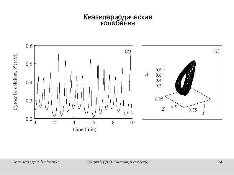Квазипериодические колебания Мат. методы в биофизике Лекция 5 ( Д. Э. Постнов, 8 семестр)