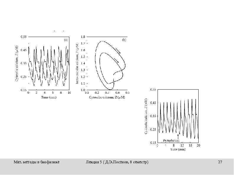 Мат. методы в биофизике Лекция 5 ( Д. Э. Постнов, 8 семестр) 27 