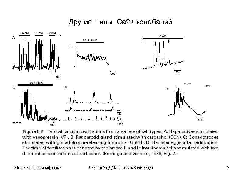 Другие типы Са 2+ колебаний Мат. методы в биофизике Лекция 5 ( Д. Э.