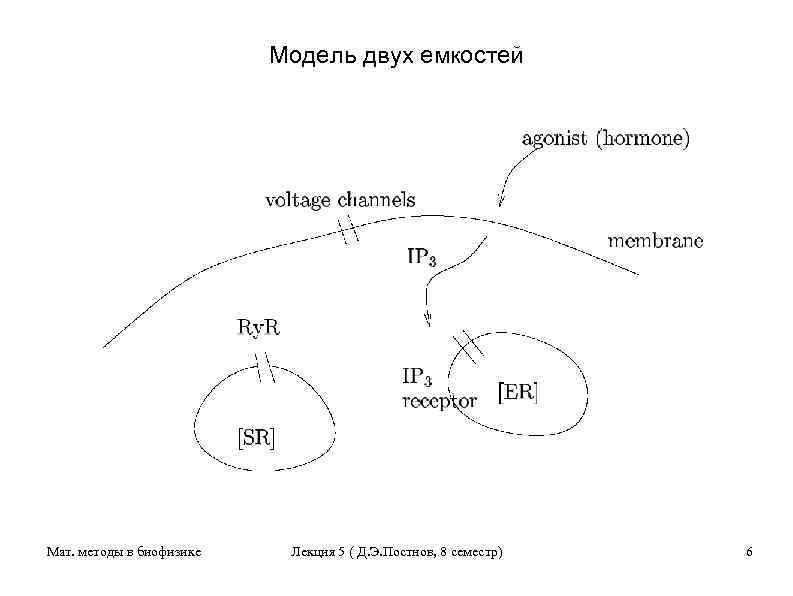 Модель двух емкостей Мат. методы в биофизике Лекция 5 ( Д. Э. Постнов, 8