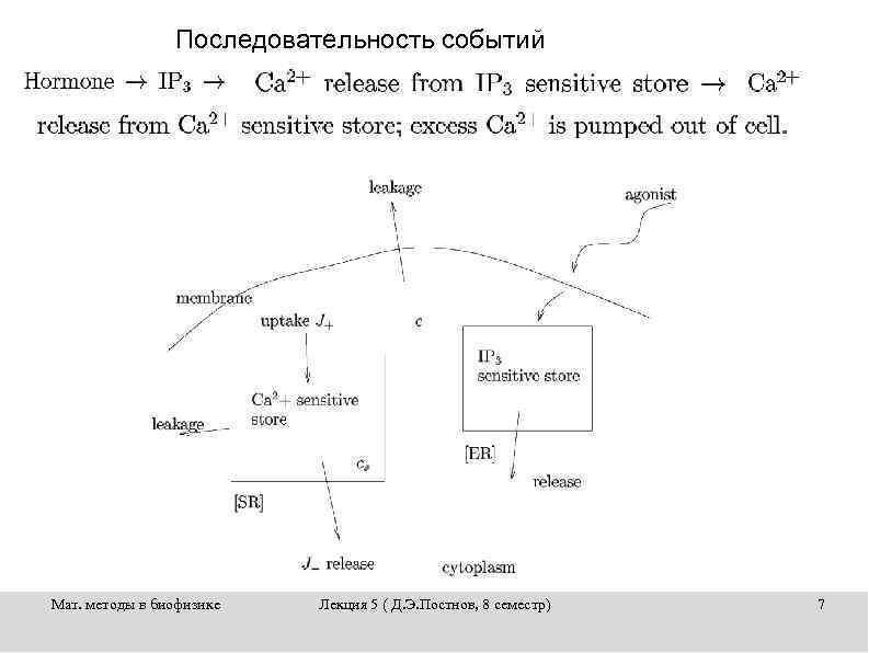 Последовательность событий Мат. методы в биофизике Лекция 5 ( Д. Э. Постнов, 8 семестр)