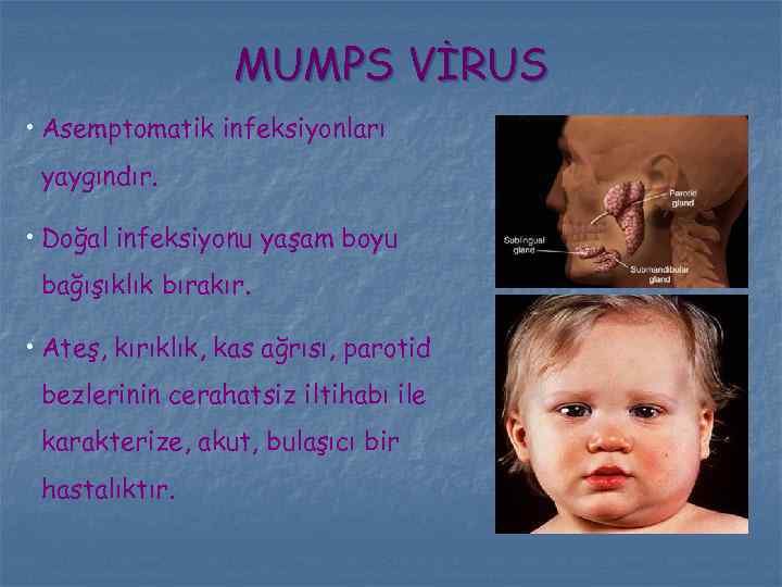 MUMPS VİRUS • Asemptomatik infeksiyonları yaygındır. • Doğal infeksiyonu yaşam boyu bağışıklık bırakır. •