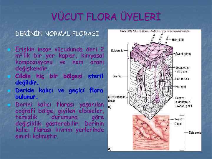 VÜCUT FLORA ÜYELERİ DERİNİN NORMAL FLORASI n n Erişkin insan vücudunda deri 2 m