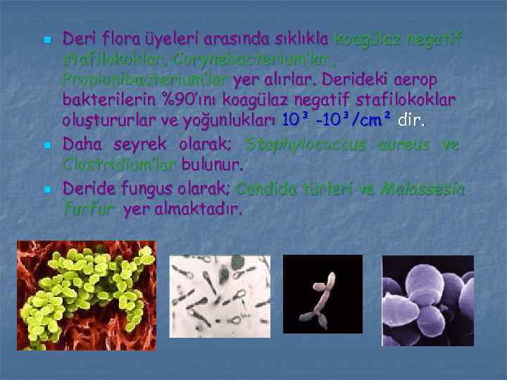 n n n Deri flora üyeleri arasında sıklıkla koagülaz negatif stafilokoklar, Corynebacterium’lar, Propionibacterium’lar yer