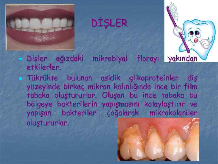 DİŞLER n n Dişler ağızdaki mikrobiyal florayı yakından etkilerler. Tükrükte bulunan asidik glikoproteinler diş