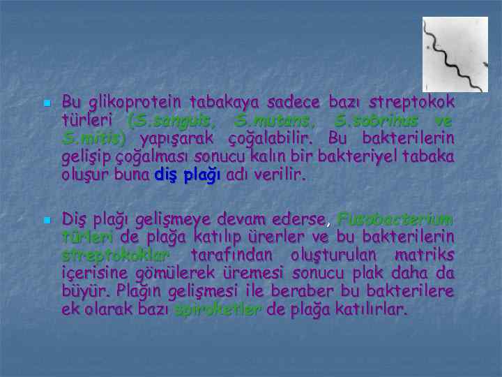 n n Bu glikoprotein tabakaya sadece bazı streptokok türleri (S. sanguis, S. mutans, S.