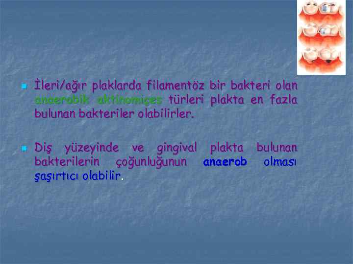 n n İleri/ağır plaklarda filamentöz bir bakteri olan anaerobik aktinomiçes türleri plakta en fazla