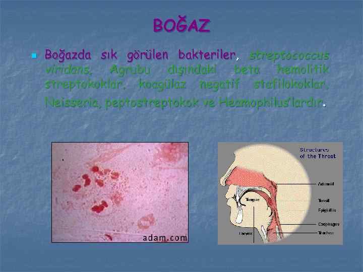 BOĞAZ n Boğazda sık görülen bakteriler, streptococcus viridans, Agrubu dışındaki beta hemolitik streptokoklar, koagülaz