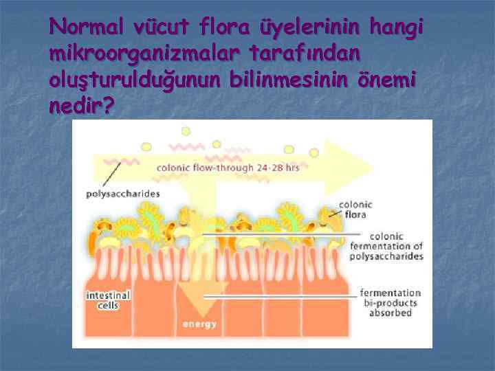 Normal vücut flora üyelerinin hangi mikroorganizmalar tarafından oluşturulduğunun bilinmesinin önemi nedir? 
