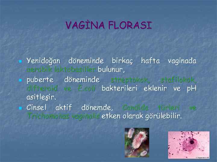 VAGİNA FLORASI n n n Yenidoğan döneminde birkaç hafta vaginada aerobik laktobasiller bulunur, puberte