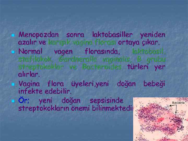 n n Menopozdan sonra laktobasiller yeniden azalır ve karışık vagina florası ortaya çıkar. Normal