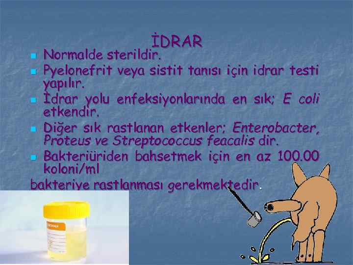 İDRAR Normalde sterildir. n Pyelonefrit veya sistit tanısı için idrar testi yapılır. n İdrar