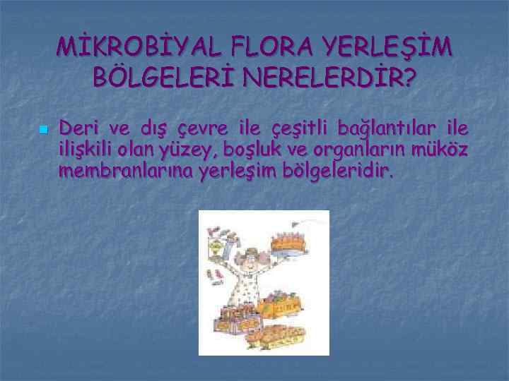 MİKROBİYAL FLORA YERLEŞİM BÖLGELERİ NERELERDİR? n Deri ve dış çevre ile çeşitli bağlantılar ile
