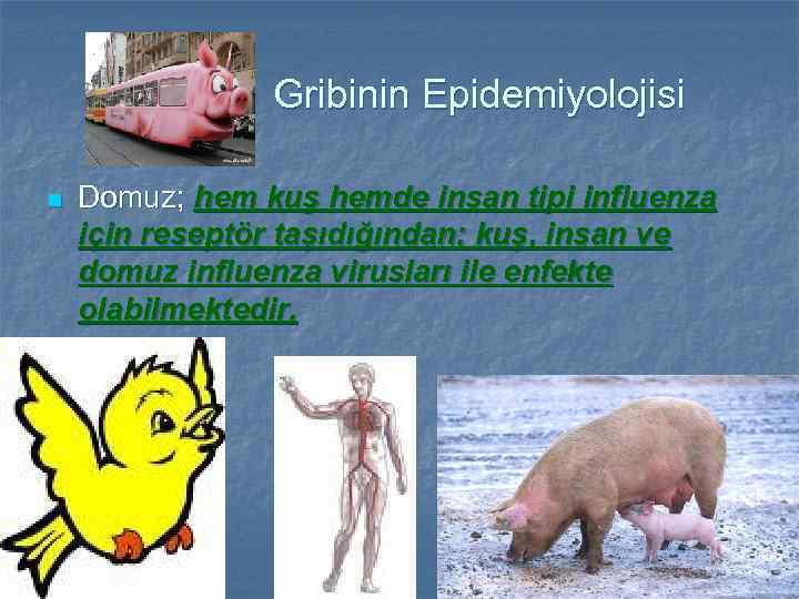 Gribinin Epidemiyolojisi n Domuz; hem kuş hemde insan tipi influenza için reseptör taşıdığından; kuş,