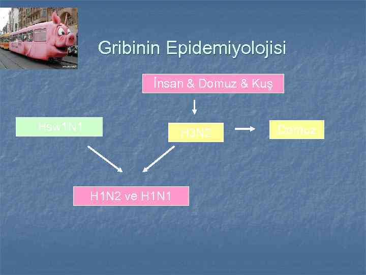 Gribinin Epidemiyolojisi İnsan & Domuz & Kuş Hsw 1 N 1 H 3 N