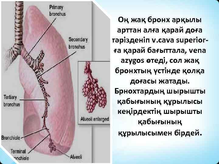 Оң жақ және сол жақ