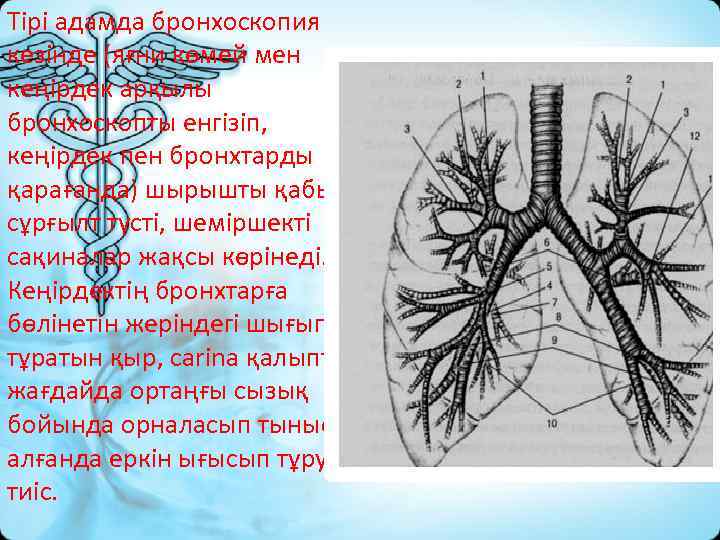 Тірі адамда бронхоскопия кезінде (яғни көмей мен кеңірдек арқылы бронхоскопты енгізіп, кеңірдек пен бронхтарды