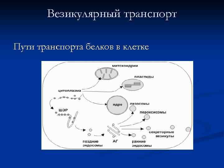 Везикулярный транспорт Пути транспорта белков в клетке 