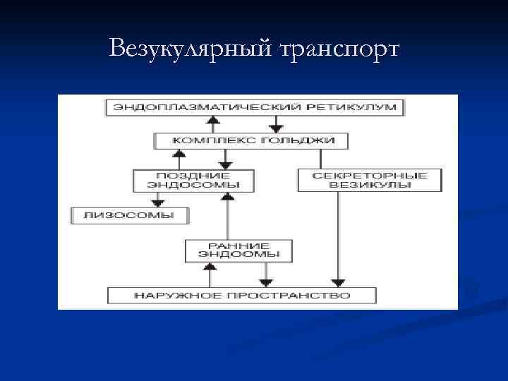 Везукулярный транспорт 