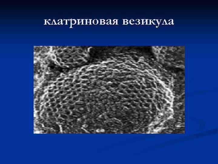 Везикула это в биологии. Транспортные везикулы.