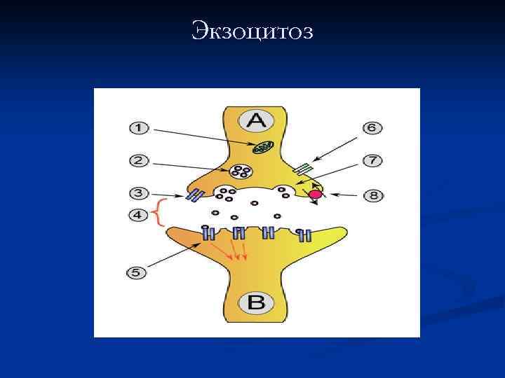 Экзоцитоз 