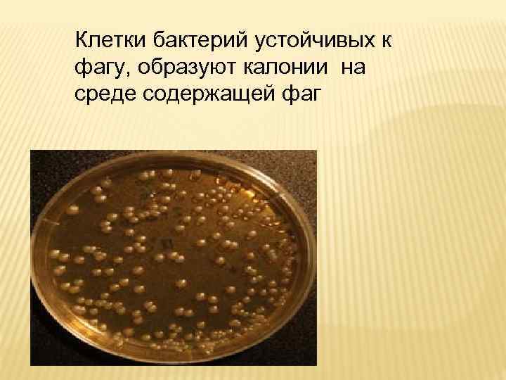 Клетки бактерий устойчивых к фагу, образуют калонии на среде содержащей фаг 