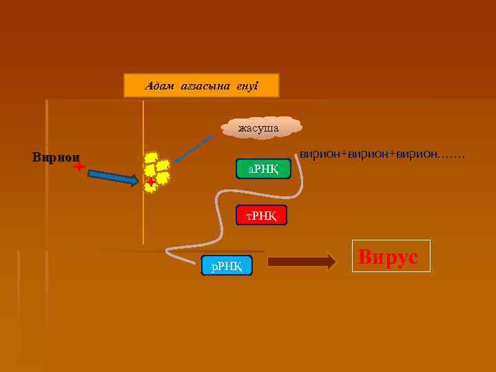 Адам ағзасына енуі жасуша вирион+вирион……. Вирион а. РНҚ т. РНҚ р. РНҚ Вирус 
