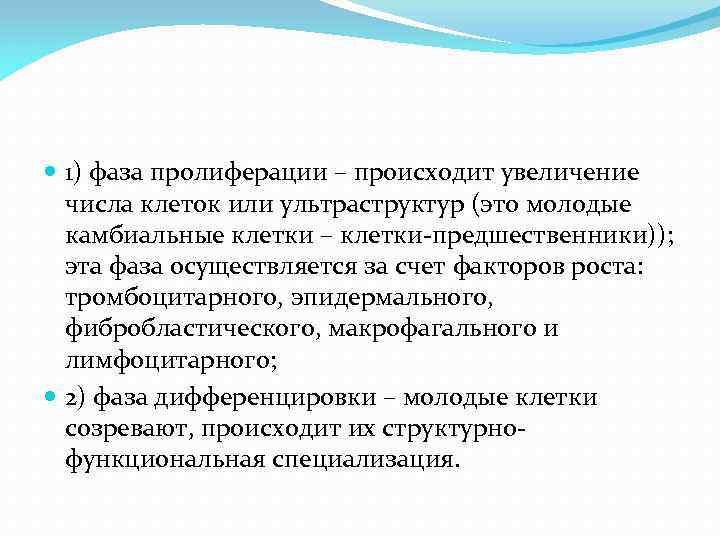  1) фаза пролиферации – происходит увеличение числа клеток или ультраструктур (это молодые камбиальные