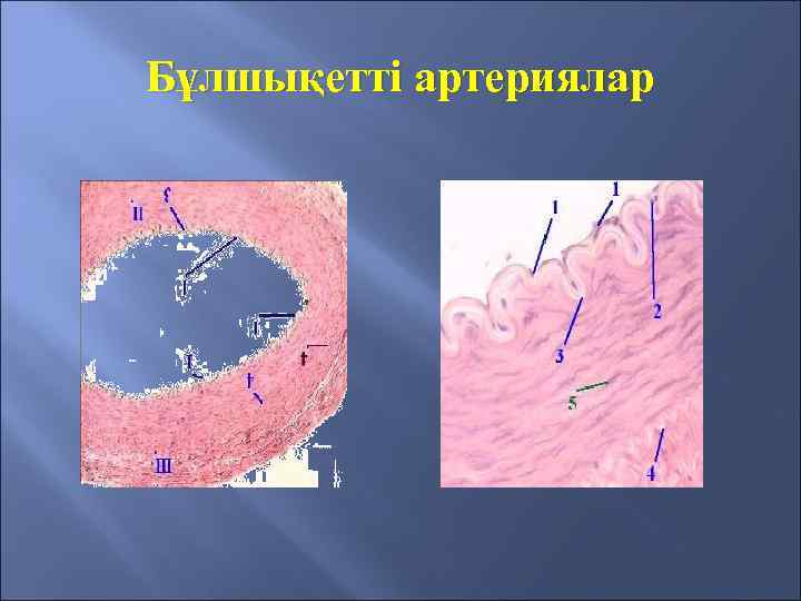 Бұлшықетті артериялар 