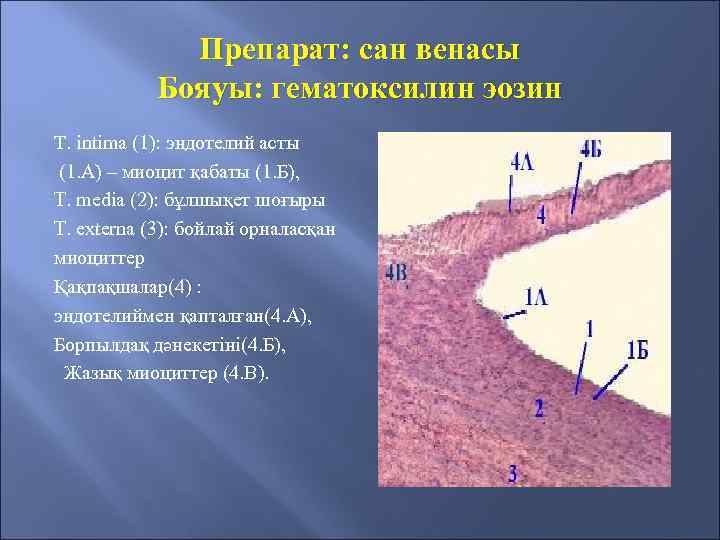 Препарат: сан венасы Бояуы: гематоксилин эозин T. intima (1): эндотелий асты (1. А) –