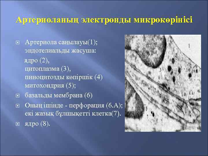 Артериоланың электронды микрокөрінісі Артериола саңылауы(1); эндотелиальды жасуша: ядро (2), цитоплазма (3), пиноцитозды көпіршік (4)