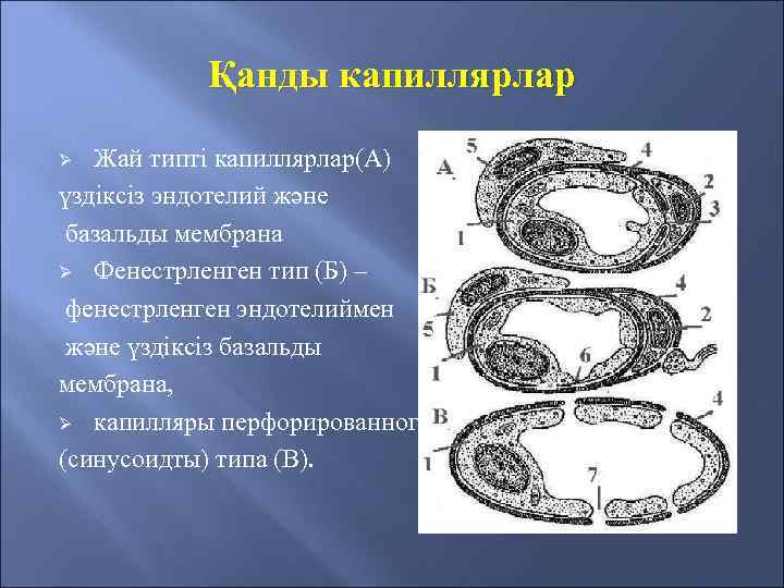 Қанды капиллярлар Жай типті капиллярлар(А) үздіксіз эндотелий және базальды мембрана Ø Фенестрленген тип (Б)