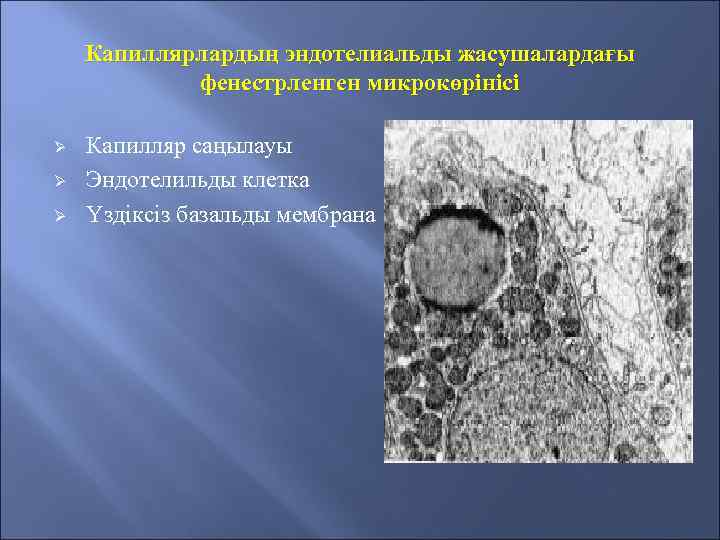 Капиллярлардың эндотелиальды жасушалардағы фенестрленген микрокөрінісі Ø Ø Ø Капилляр саңылауы Эндотелильды клетка Үздіксіз базальды