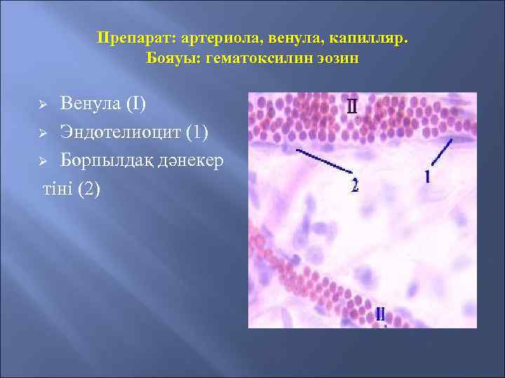 Препарат: артериола, венула, капилляр. Бояуы: гематоксилин эозин Венула (I) Ø Эндотелиоцит (1) Ø Борпылдақ
