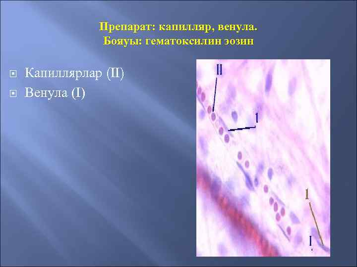 Препарат: капилляр, венула. Бояуы: гематоксилин эозин Капиллярлар (II) Венула (I) 