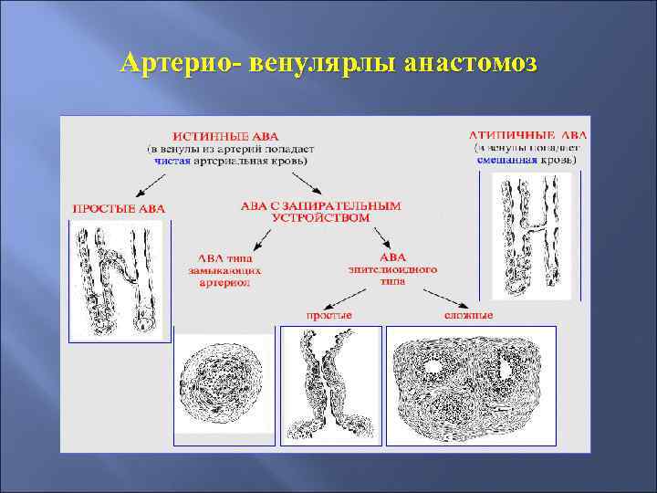 Артерио- венулярлы анастомоз 