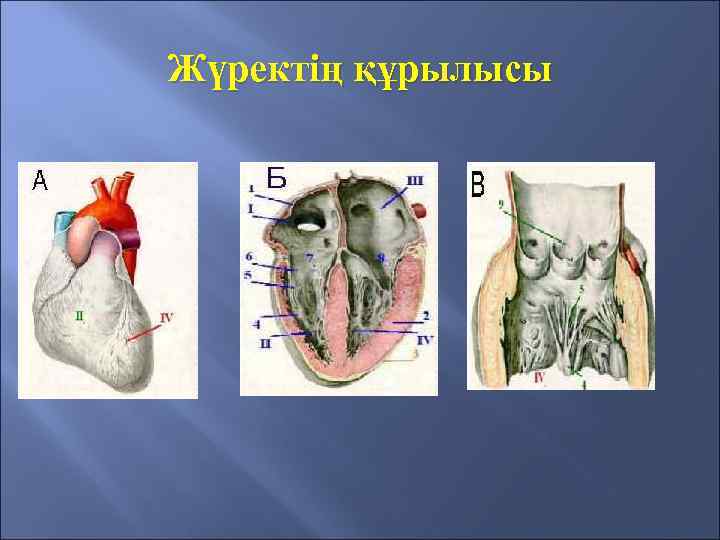 Жүректің құрылысы 