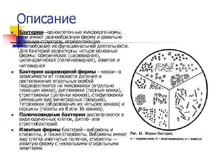 Описание n n Бактерии—одноклеточные микроорганизмы. Они имеют разнообразную форму и довольно сложную структуру, определяющую