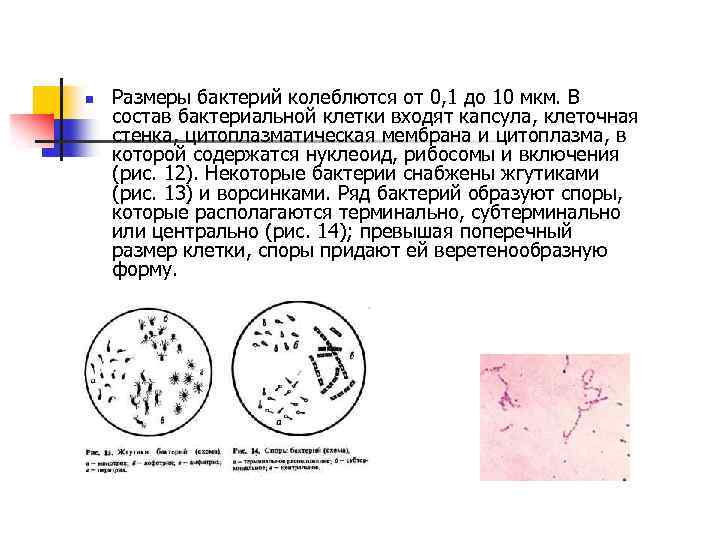 n Размеры бактерий колеблются от 0, 1 до 10 мкм. В состав бактериальной клетки